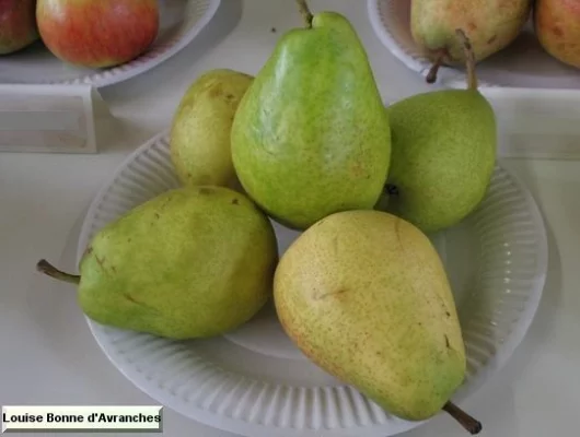 POIRIER 'Louise Bonne D'avranches' - Arbre fruitier