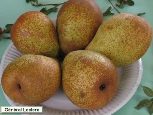 POIRIER 'Général Leclerc' - Arbre fruitier