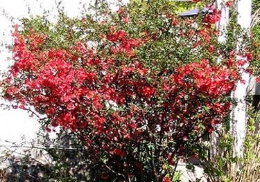 CHAENOMELES speciosa 'Rubra' - Cognassier de japon Rouge 'Rubra'