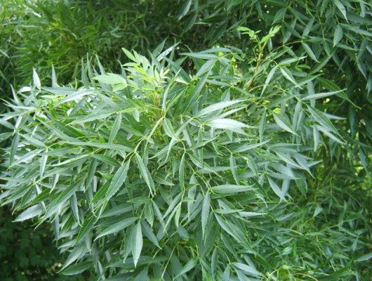 FRAXINUS angustifolia 'Raywood' - Frêne à feuilles pourpres étroites