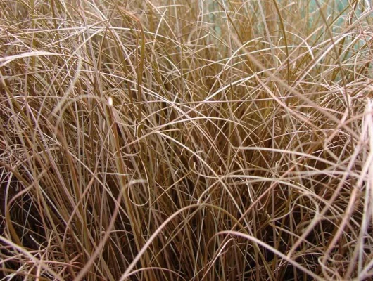 CAREX comans 'Bronze Form' - Graminée, Laîche