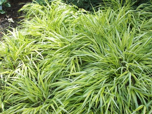 CAREX morrowii 'Variegata' - Graminée, Laîche