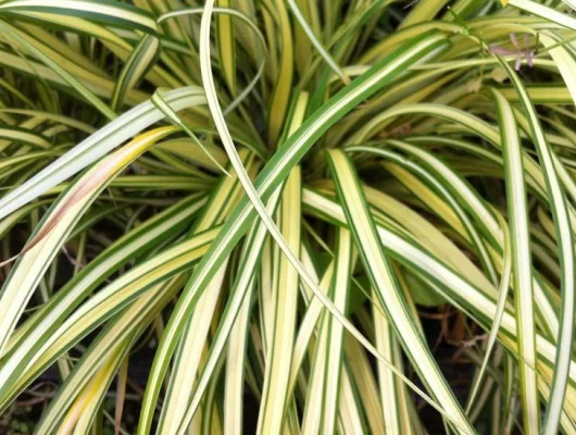 CAREX oshimensis 'Evergold' - Graminée, Laîche