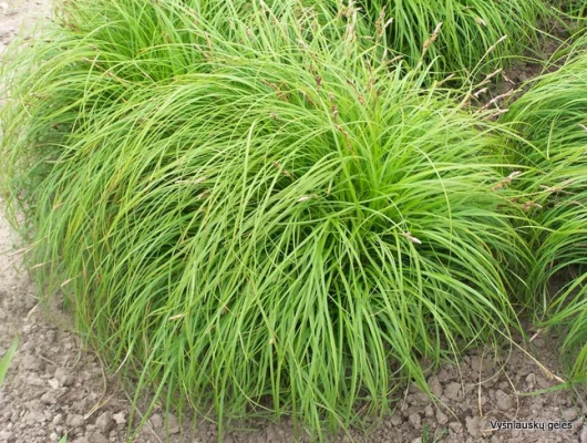 CAREX caryophyllea 'The Beatles'