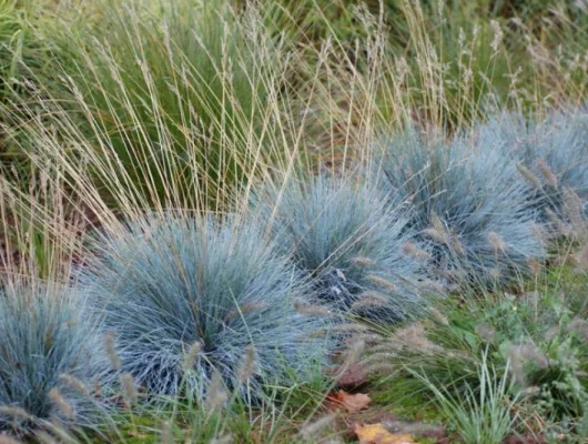 FESTUCA glauca 'Elijah Blue' - Fétuque