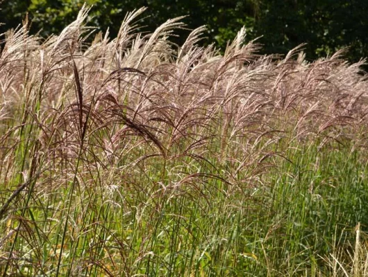 MISCANTHUS sinensis 'Flamingo'