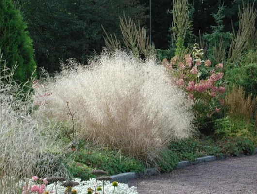 DESCHAMPSIA cespitosa - Graminée, Canche Cespiteuse