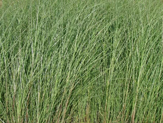 MISCANTHUS sinensis 'Gracillimus'