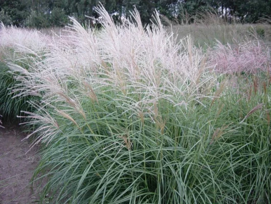 MISCANTHUS sinensis 'Herman Mussel'