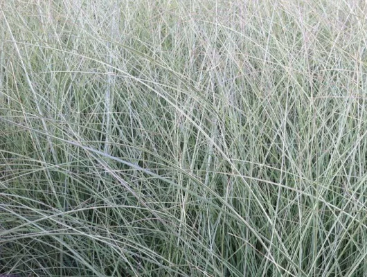 MISCANTHUS sinensis 'Morning Light'