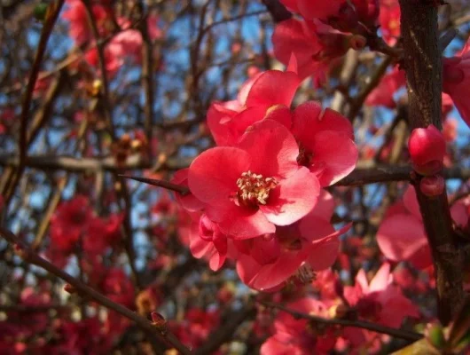 CHAENOMELES superba 'Boule de Feu' - Cognassier du Japon 'Boule de Feu'.