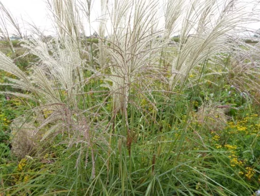 MISCANTHUS sinensis 'Undine' - Eulalie, Roseau de Chine 'Undine'