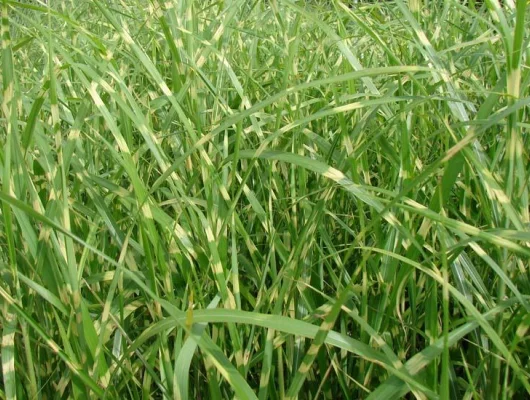 MISCANTHUS sinensis 'Zebrinus'