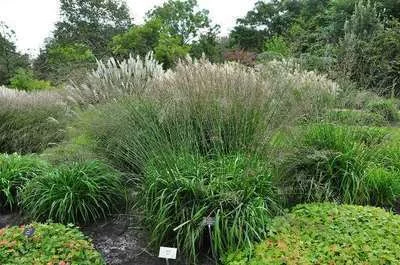 MOLINIA caerulea arundinacea 'Transparent'