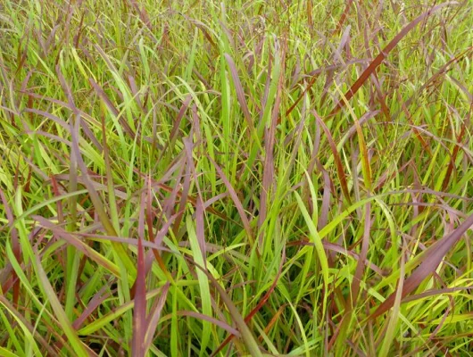 PANICUM virgatum 'Rotstrahlbusch' - Graminée, Panic