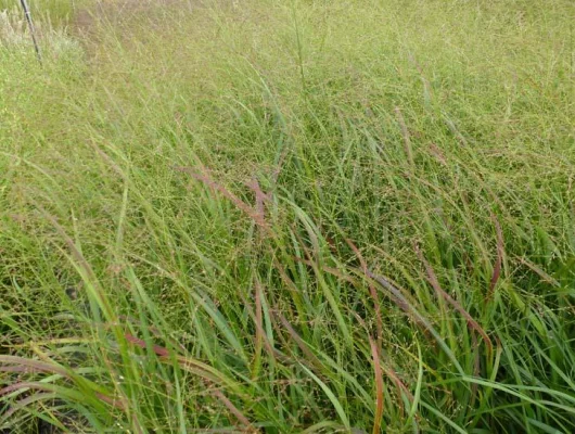 PANICUM virgatum 'Strictum' - Graminée, Panic