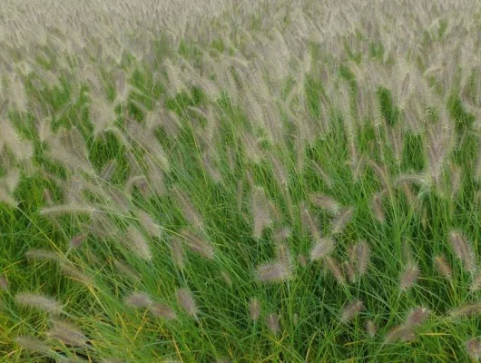 PENNISETUM alopecuroides 'Hameln'