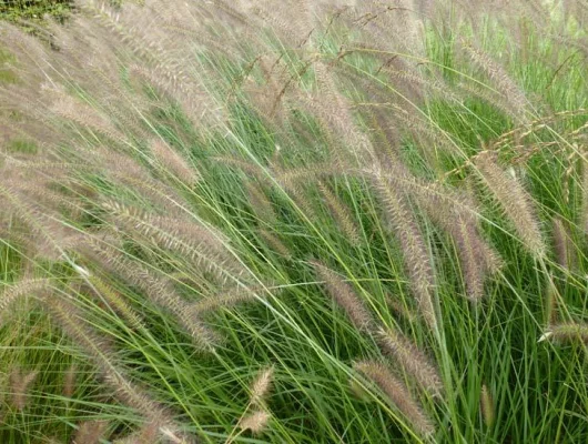 PENNISETUM alopecuroides 'Herbstzauber' - Graminée, Herbe aux écouvillons