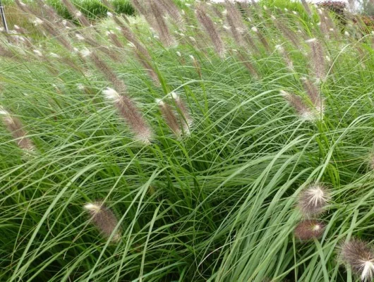 PENNISETUM alopecuroides 'Japonicum' - Graminée, Herbe aux écouvillons