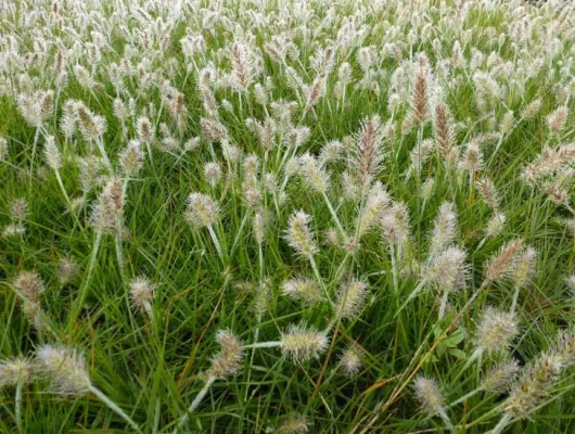 PENNISETUM alopecuroides 'Little Bunny' - Graminée, Herbe aux écouvillons