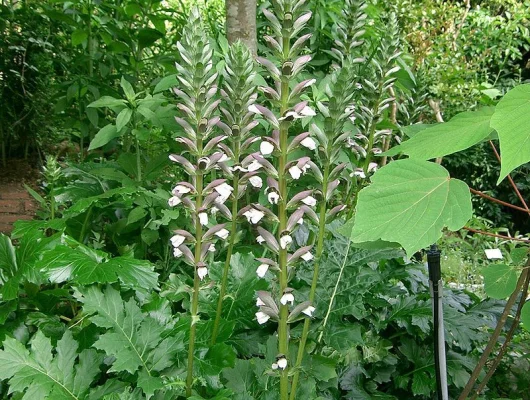 ACANTHUS mollis - Acanthe à feuilles molles