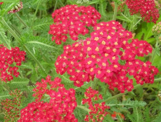 ACHILLEA millefolium 'Cerise Queen' - Achillée 'Cerise Queen'