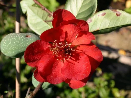 CHAENOMELES superba 'Elly Mossel' - Cognassier de Japon rouge feu 'Elly Mossel'.