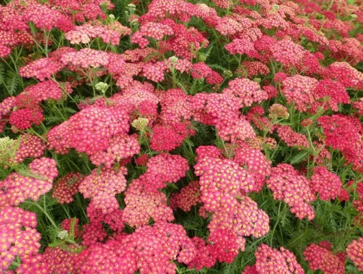 ACHILLEA millefolium 'Paprika'