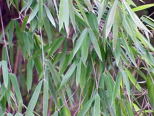 PSEUDOSASA Japonica