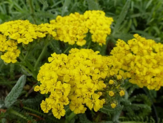 ACHILLEA tomentosa - Achillée naine