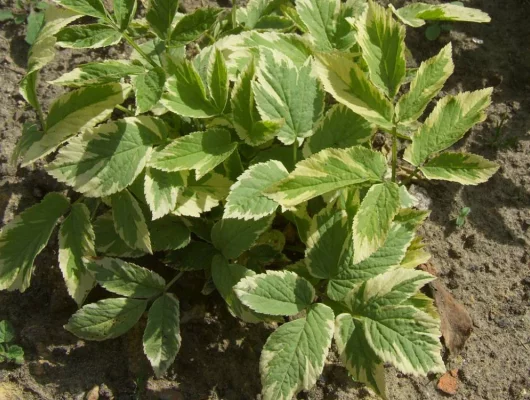 AEGOPODIUM podagraria 'Variegatum' - Herbe aux Goutteux