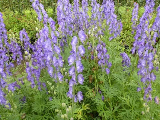 ACONITUM napellus - Char de Vénus