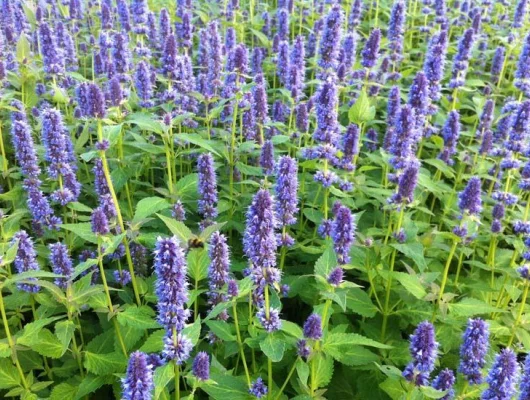 AGASTACHE 'Blue Fortune' - Agastache anisé