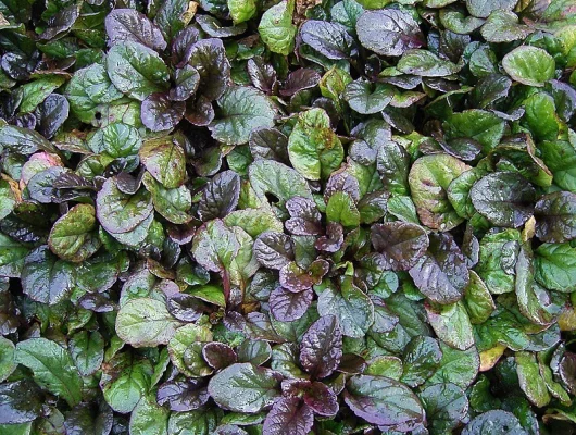 AJUGA reptans 'Atropurpurea' - Bugle rampant pourpre