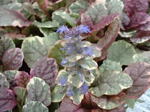 AJUGA reptans 'Burgundy Glow' - Bugle rampant 'Burgundy Glow'