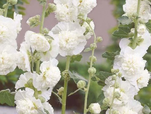 ALCEA rosea 'Chater's Double blanche' - Rose trémière à fleurs doubles