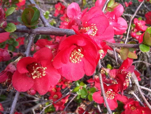 CHAENOMELES superba 'Ernst Finken' - Cognassier du Japon rouge orangé 'Ernst Finken'