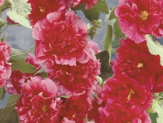 ALCEA rosea 'Chater's Double pourpre' - Rose trémière à fleurs doubles