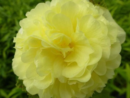ALCEA rosea 'Chater's Double jaune' - Rose trémière à fleurs doubles