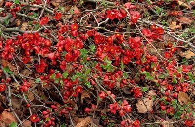 CHAENOMELES superba 'Fire Dance' - Cognassier du Japon orangé 'Fire Dance'