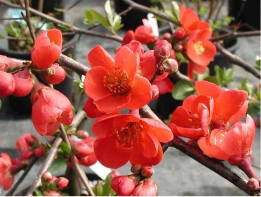 CHAENOMELES superba 'Nicoline' - Cognassier du Japon Rouge 'Nicoline'