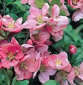 CHAENOMELES superba 'Pink Lady' - Cognassier du Japon rose