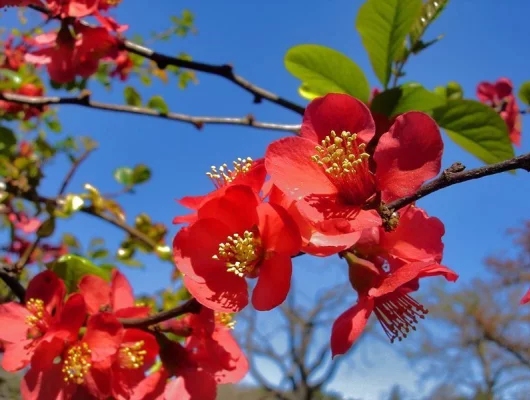 CHAENOMELES superba 'Vermillon' - Cognassier du Japon rouge orangé 'Vermillon'