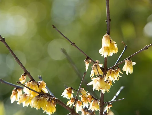 CHIMONANTHUS praecox - Chimonanthe précoce parfumée