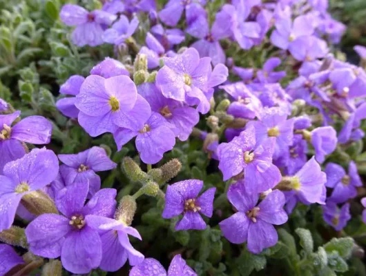 AUBRIETE 'Cascade Blue' - Aubriète à fleurs bleu