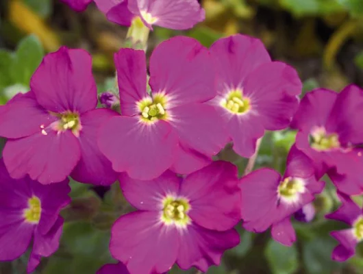 AUBRIETE 'Cascade Red' - Aubriète 'Cascade Red'