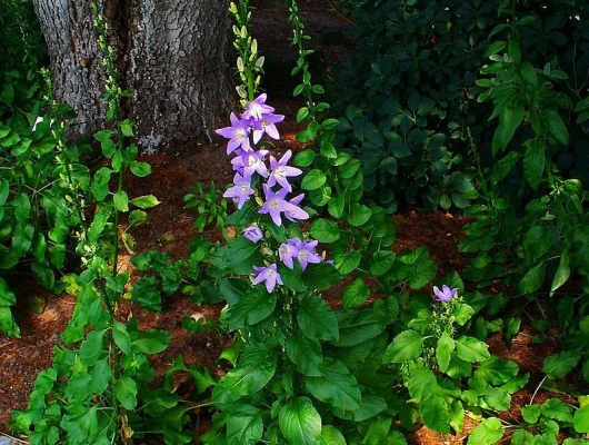 CAMPANULA Pyramidalis - Campanule pyramidale