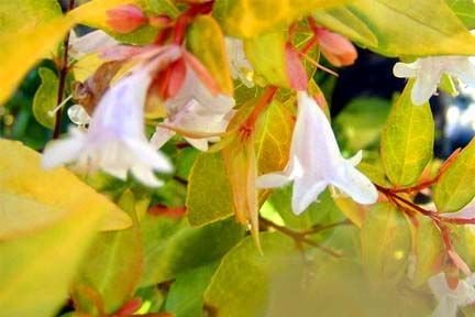 ABELIA grandiflora 'Francis Masson' - Abélie à feuille jaune