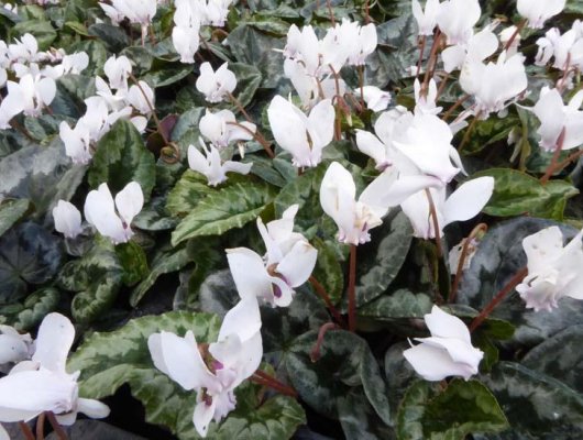 CYCLAMEN hederifolium 'White Pearl'