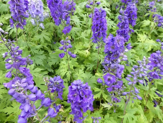 DELPHINIUM x pacific 'Black Knight' - Pied-d'alouette 'Black Knight'